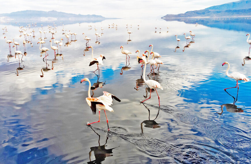 Discover the Majestic Flamingos of Maharloo Lake: A Natural Wonderland!