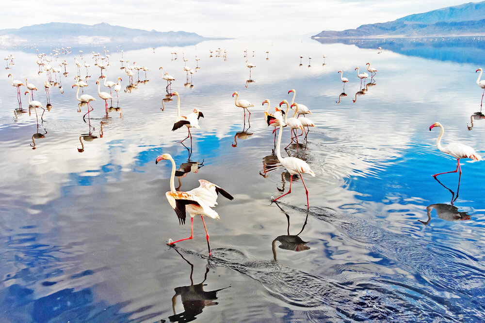 Discover the Majestic Flamingos of Maharloo Lake: A Natural Wonderland!