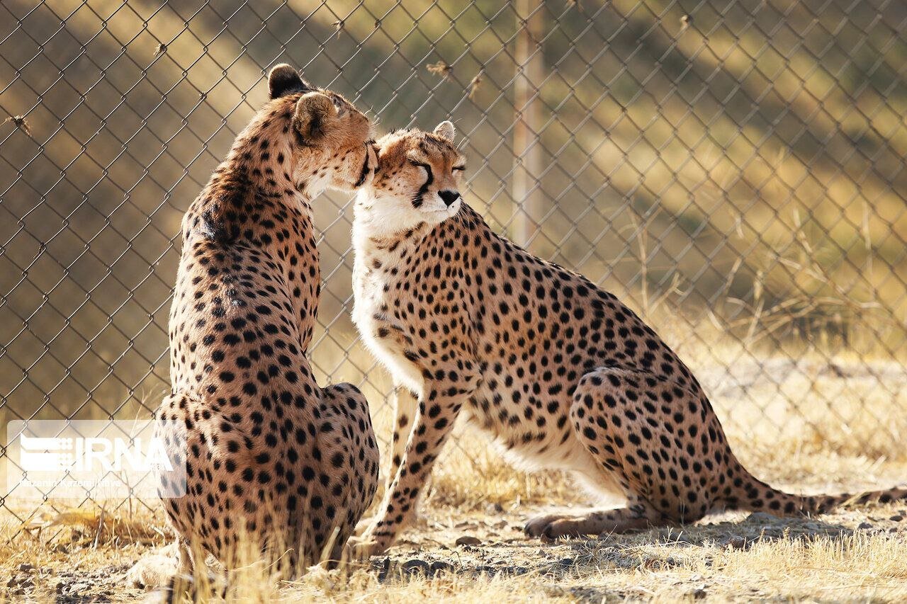 Hope for Cheetah Survival: Why We Must Protect This Majestic Species