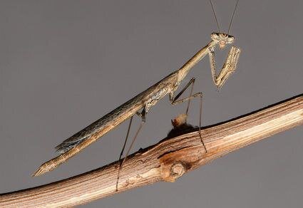 Breakthrough Discovery: Iranian Researcher Unveils New Species of Praying Mantis!