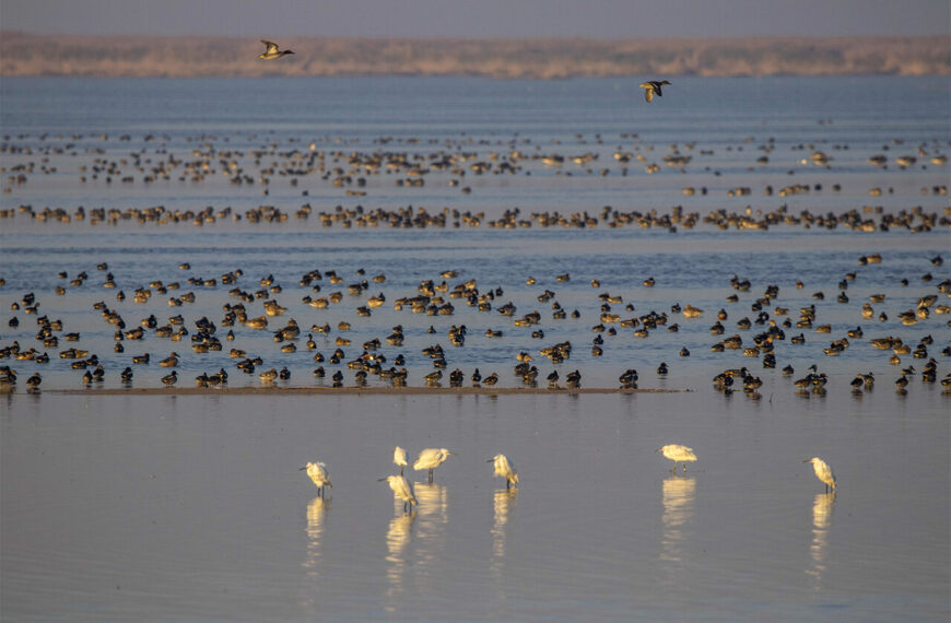 Discover the Winter Wonders: Migratory Birds Flock to Hour al-Azim!