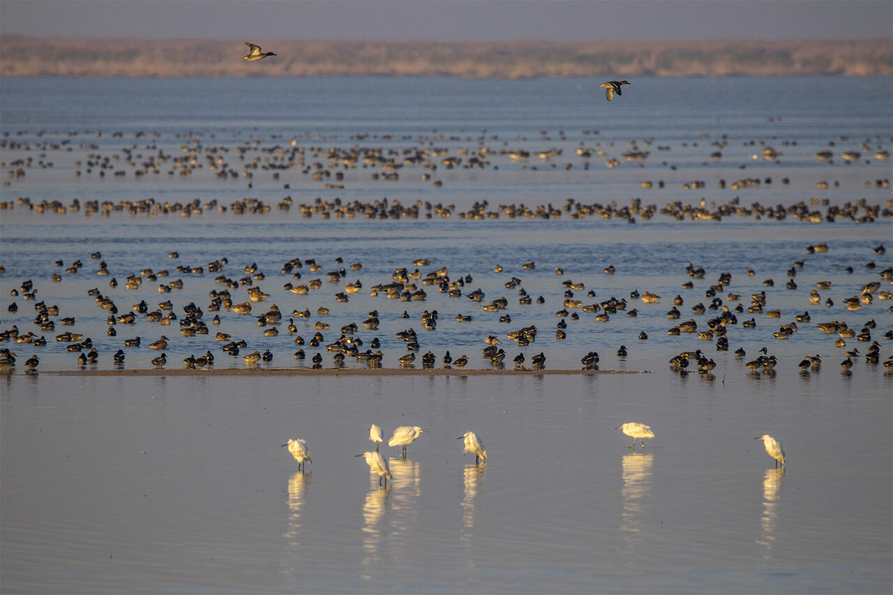 Discover the Winter Wonders: Migratory Birds Flock to Hour al-Azim!