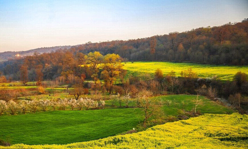 Discover the Vibrant Safflower Farms of Mazandaran: A Colorful Journey Awaits!