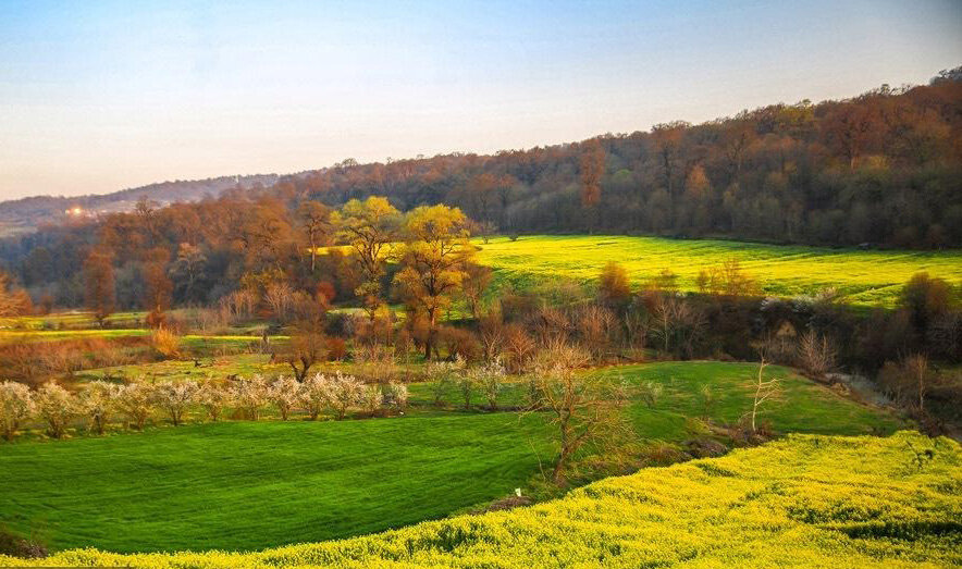 Discover the Vibrant Safflower Farms of Mazandaran: A Colorful Journey Awaits!