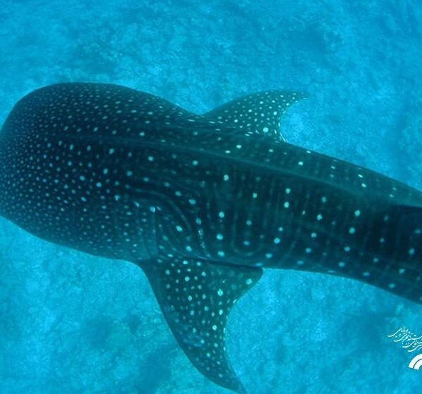 Iranian Documentary 'The Last of the Whale Shark' Set to Shine at Cambodia International Film Festival