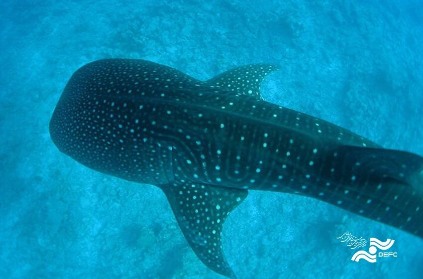 Iranian Documentary 'The Last of the Whale Shark' Set to Shine at Cambodia International Film Festival