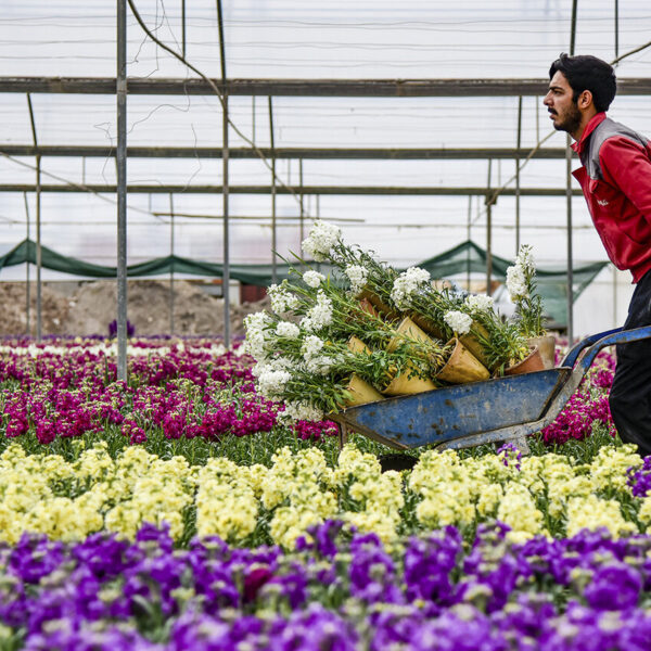 Isfahan: The Flower Powerhouse Leading Stock Flower Production