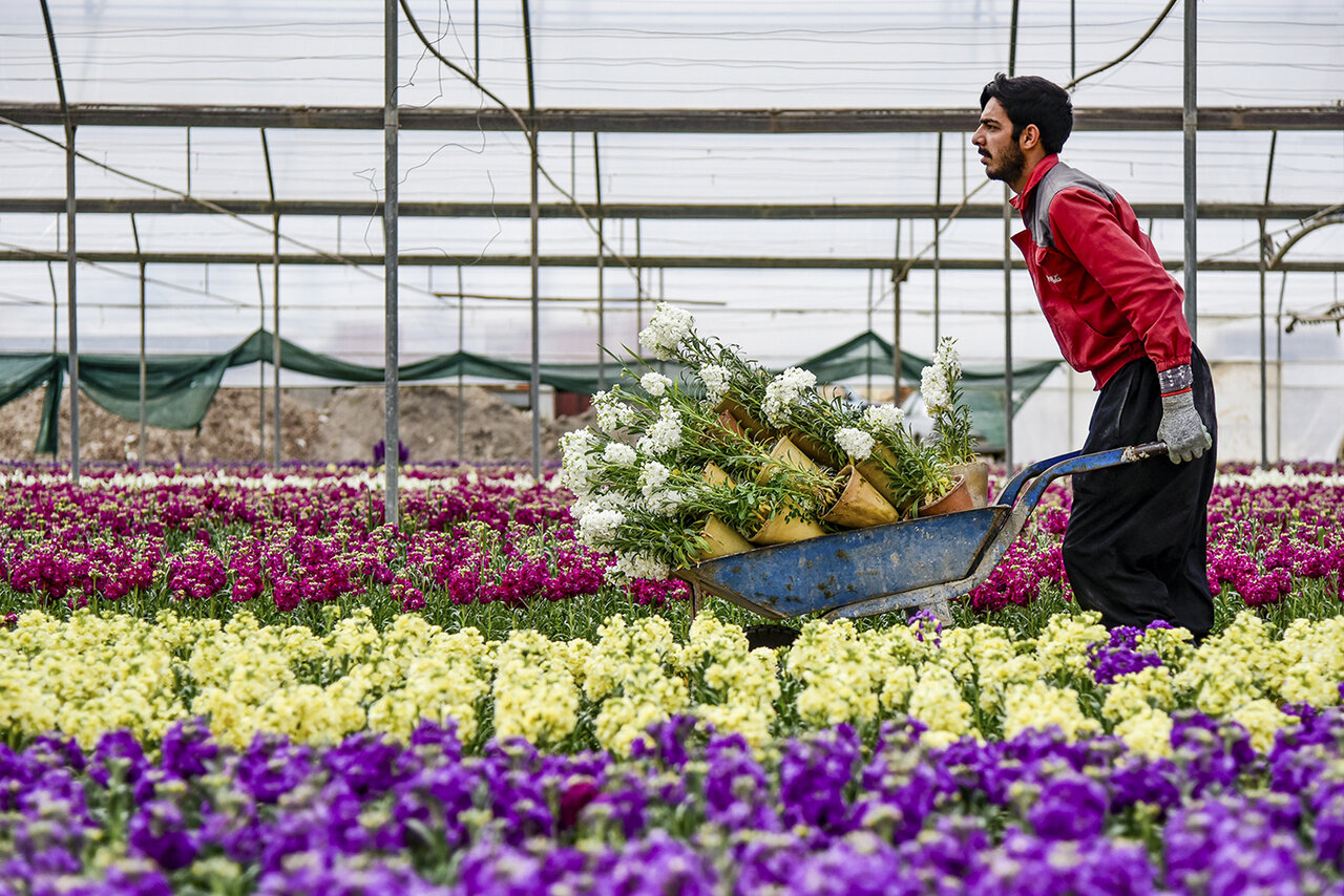 Isfahan: The Flower Powerhouse Leading Stock Flower Production