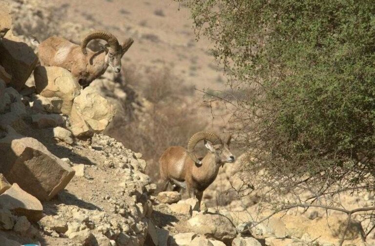 Discover Lar's Unique Ecotourism Gem: $100,000 Miniature Rams Steal the Show!
