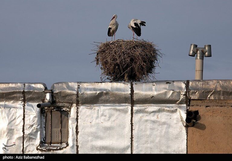 Discover the Stork Sanctuary: Kapar Judaki Village Welcomes Majestic Birds!