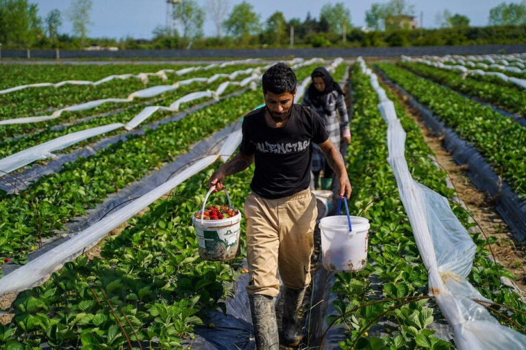 Sweet Beginnings: Mazandaran Kicks Off Strawberry Harvest Season!