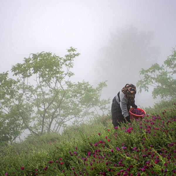 Abundant Borage Harvest in Northern Iran: A Floral Treasure Unveiled!
