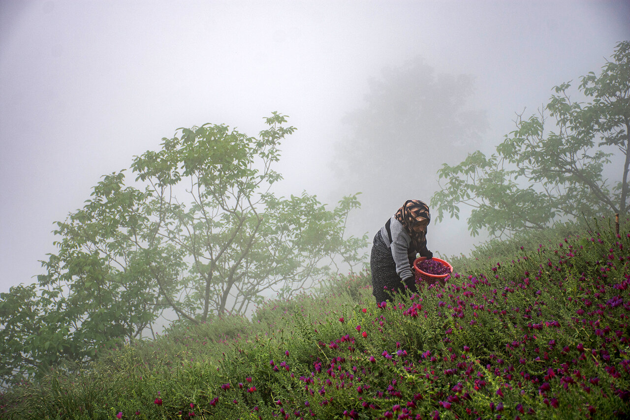 Abundant Borage Harvest in Northern Iran: A Floral Treasure Unveiled!