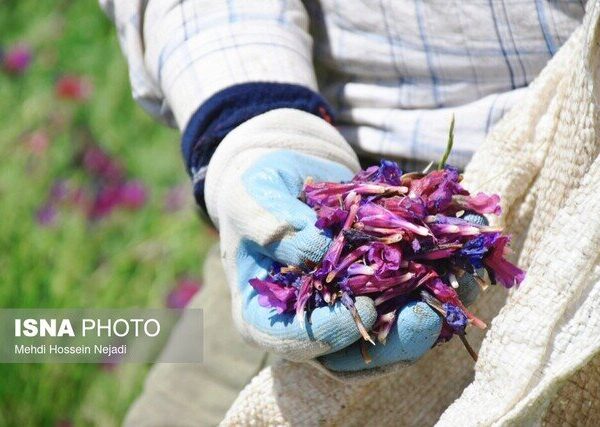 Celebrate Nature's Bounty: Heyran Tourism Village Hosts Exciting Borage Festival!
