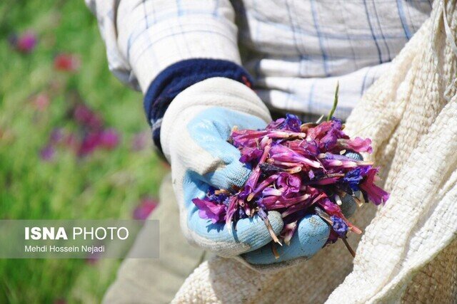 Celebrate Nature's Bounty: Heyran Tourism Village Hosts Exciting Borage Festival!