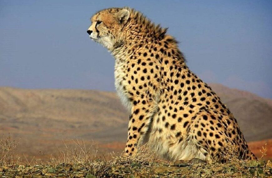 Cheetahs at a Crossroads: Racing Against Extinction or Running Towards Survival?