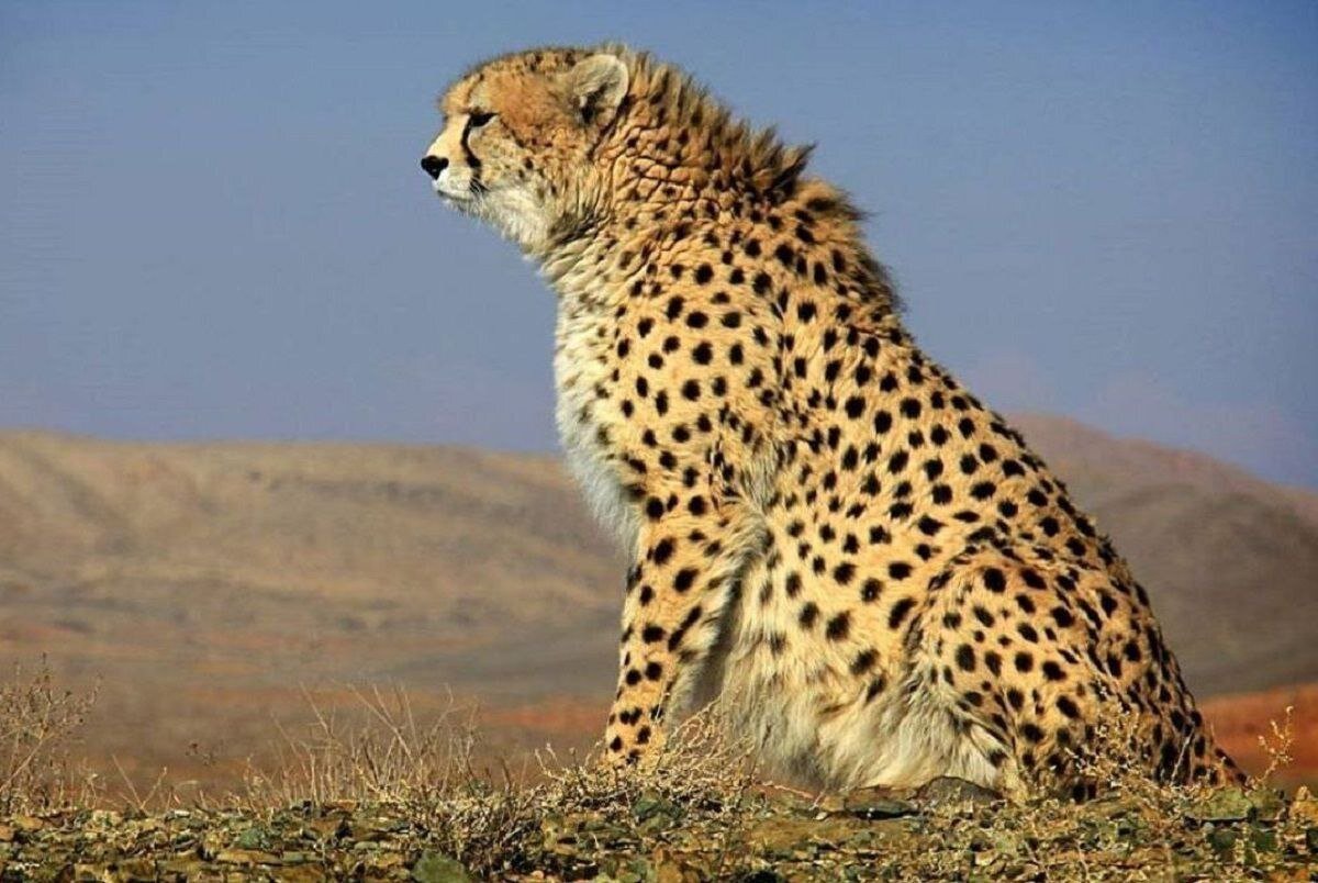 Cheetahs at a Crossroads: Racing Against Extinction or Running Towards Survival?