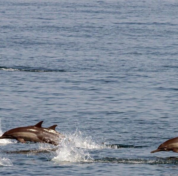 DOE and IFO Strengthen Partnership to Safeguard Aquatic Resources