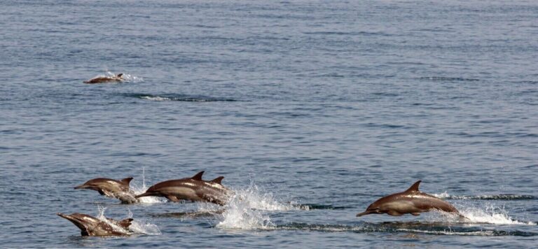 DOE and IFO Strengthen Partnership to Safeguard Aquatic Resources
