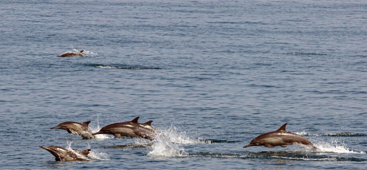 DOE and IFO Strengthen Partnership to Safeguard Aquatic Resources
