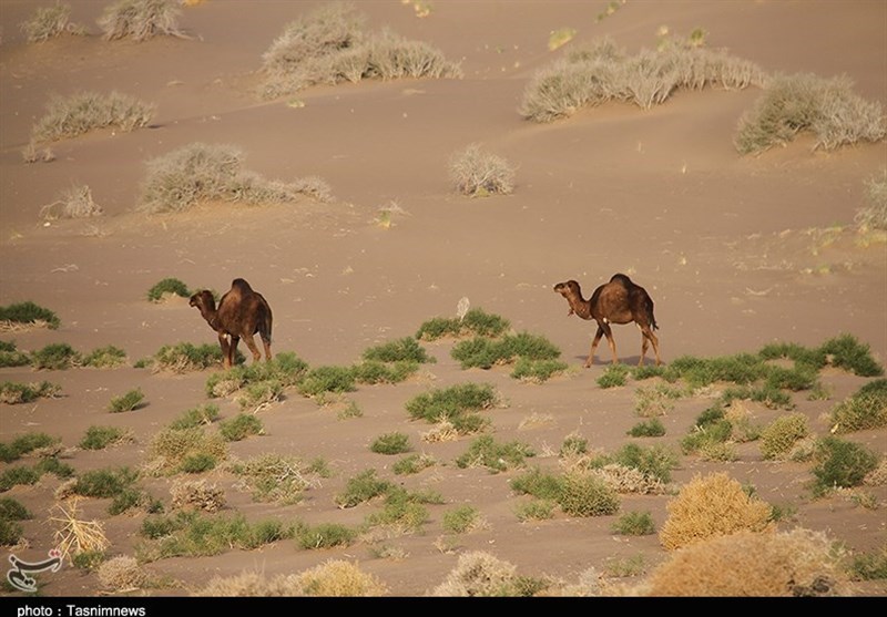 Discover Seh Qaleh Desert: Eastern Iran's Hidden Gem for Adventure Seekers and Desert Enthusiasts!