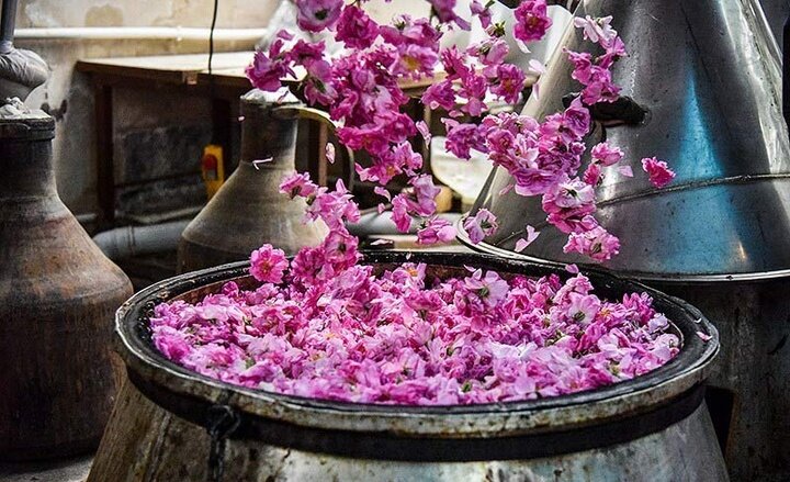Experience the Essence of Spring: Karaj's Spectacular Rosewater Distillation Festival in Full Bloom!