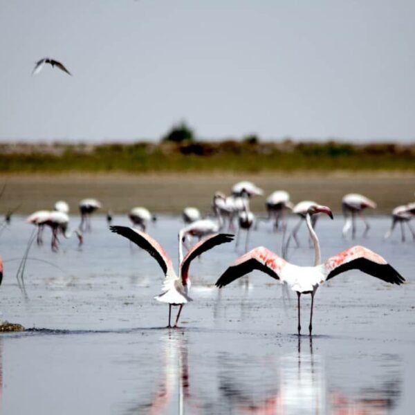 Explore Shurgol Wetland: A Hidden Sanctuary for Birds, Wildlife, and Nature Enthusiasts!