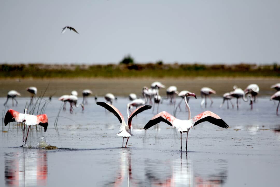 Explore Shurgol Wetland: A Hidden Sanctuary for Birds, Wildlife, and Nature Enthusiasts!