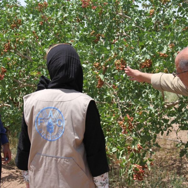 FAO Expert Visits Iran to Enhance Global Competitiveness of Pistachio Industry
