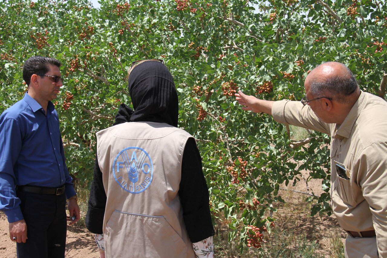 FAO Expert Visits Iran to Enhance Global Competitiveness of Pistachio Industry