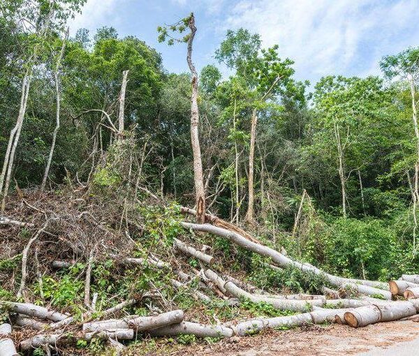 Habitat Loss: The Leading Driver Behind Species Population Decline, Warns DOE Official