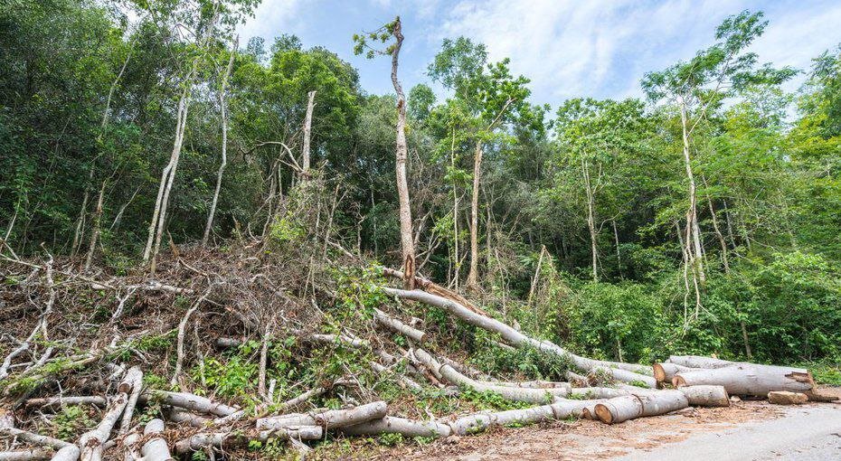 Habitat Loss: The Leading Driver Behind Species Population Decline, Warns DOE Official