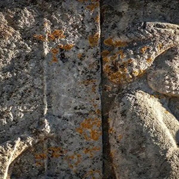Persepolis Enshrined in Scientific History: Newly Discovered Lichen Adds to Its Legacy