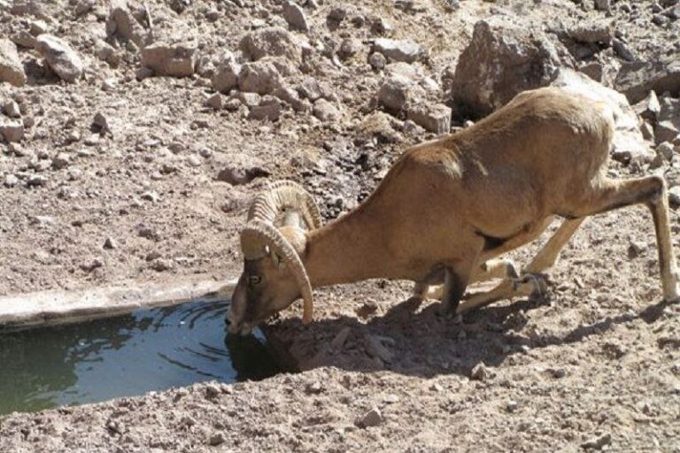 Spring Showers Breathe New Life into Lake Urmia's Reservoirs, Boosting Wildlife Habitats