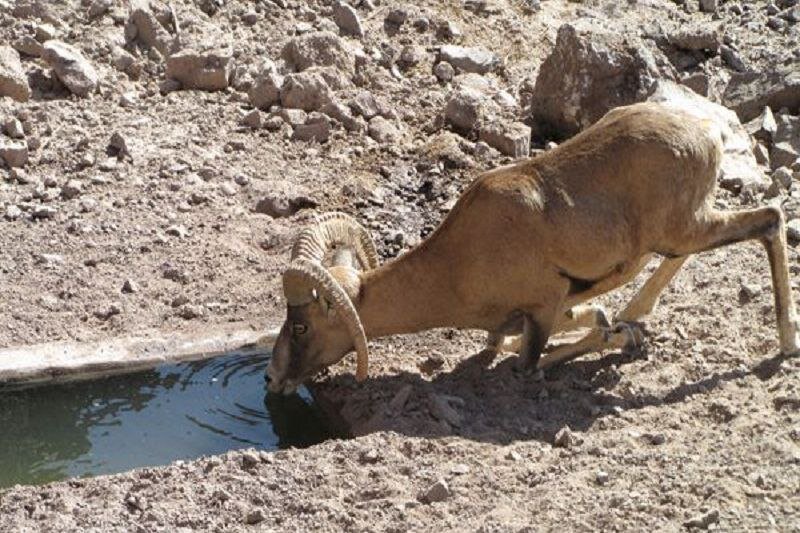 Spring Showers Breathe New Life into Lake Urmia's Reservoirs, Boosting Wildlife Habitats
