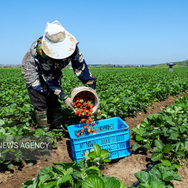 Sweet Success: Strawberry Harvesting Season Kicks Off in Golestan!
