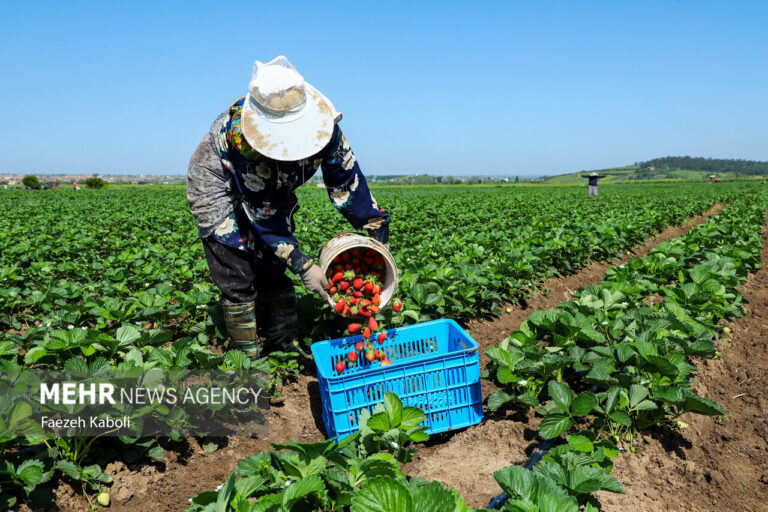 Sweet Success: Strawberry Harvesting Season Kicks Off in Golestan!