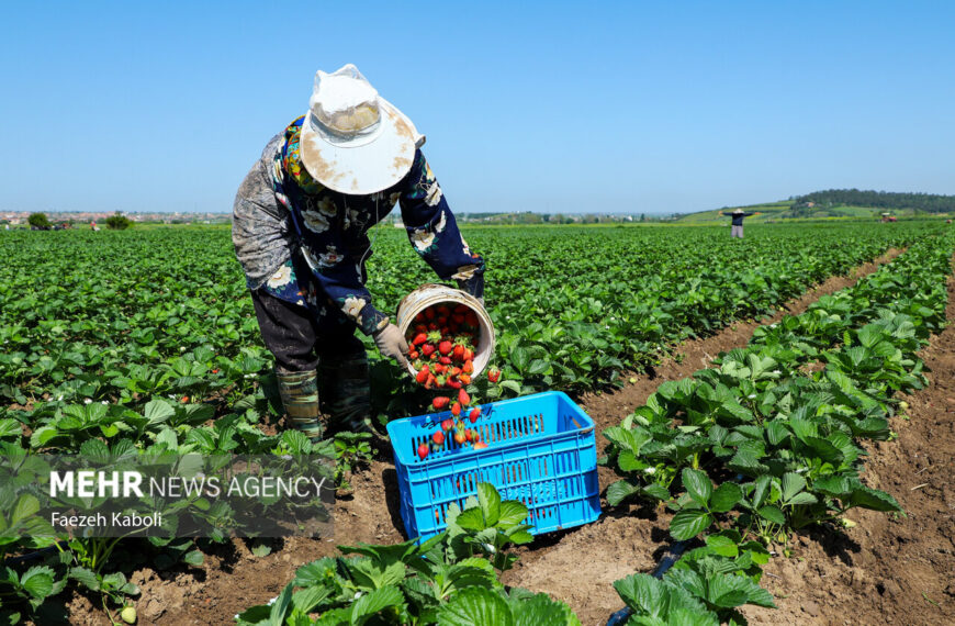Sweet Success: Strawberry Harvesting Season Kicks Off in Golestan!