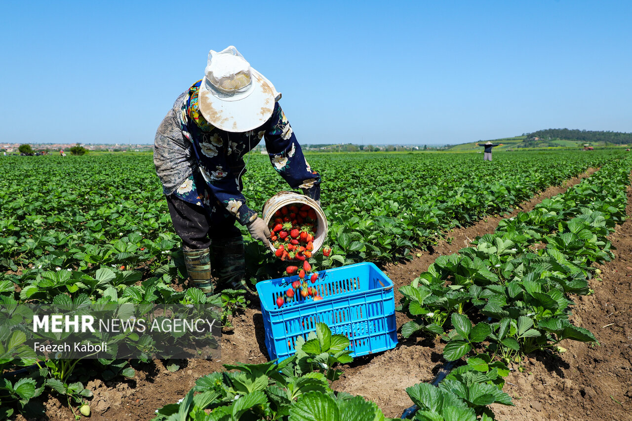 Sweet Success: Strawberry Harvesting Season Kicks Off in Golestan!