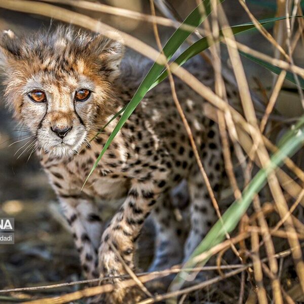 Unveiling a Bold Strategic Plan to Safeguard Endangered Species for Future Generations