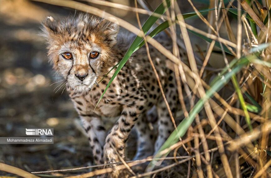 Unveiling a Bold Strategic Plan to Safeguard Endangered Species for Future Generations