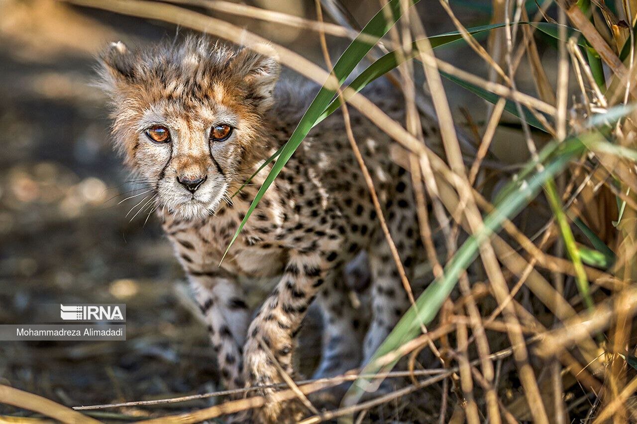 Unveiling a Bold Strategic Plan to Safeguard Endangered Species for Future Generations