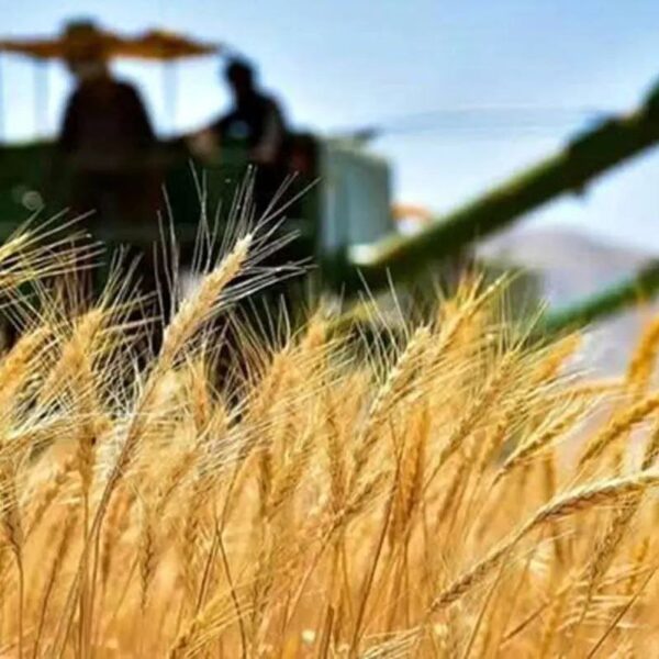 Urgent GIEWS Report Unveils Critical Insights on Food Security Challenges in Iran