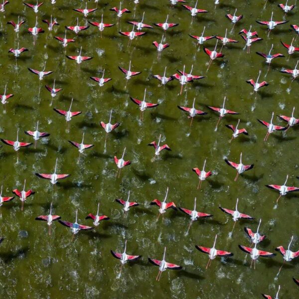 World Migratory Bird Day 2023: Building Bird-Friendly Communities for a Sustainable Future
