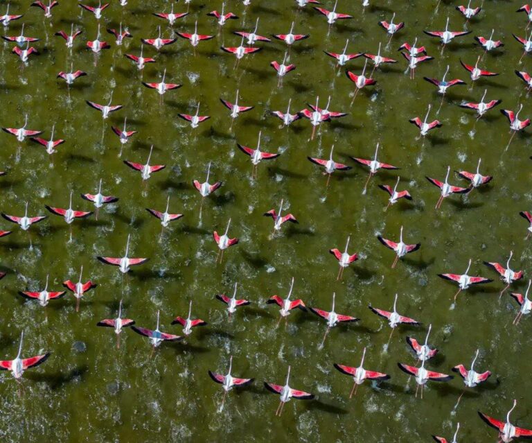 World Migratory Bird Day 2023: Building Bird-Friendly Communities for a Sustainable Future
