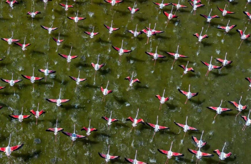 World Migratory Bird Day 2023: Building Bird-Friendly Communities for a Sustainable Future