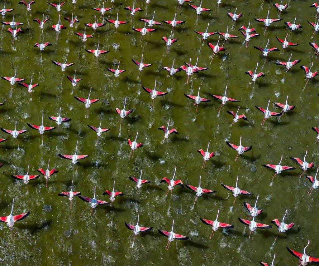 World Migratory Bird Day 2023: Building Bird-Friendly Communities for a Sustainable Future
